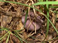 Tylopilus plumbeoviolaceus image