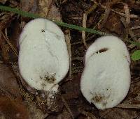 Tylopilus plumbeoviolaceus image