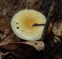 Amanita minutula image