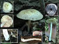 Megacollybia rodmanii image