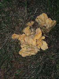 Meripilus sumstinei image