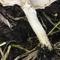 Echinoderma asperum image