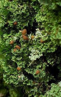 Cladonia caespiticia image