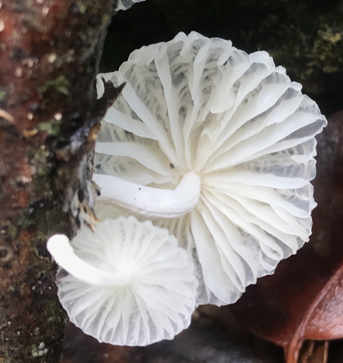 Marasmiellus volvatus image