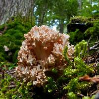 Ramaria rubripermanens image