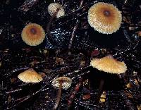 Entoloma aromaticum image