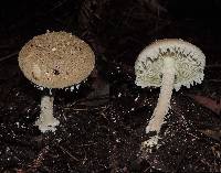 Amanita ananiceps image