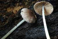 Bolbitius reticulatus image