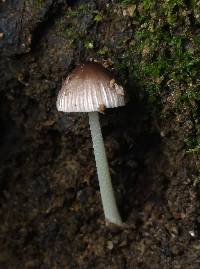 Bolbitius reticulatus image