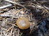 Clitocybe glacialis image