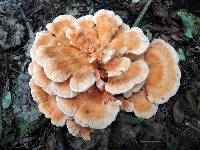 Laetiporus cincinnatus image