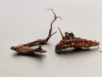 Cordyceps stylophora image