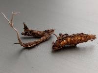 Cordyceps stylophora image