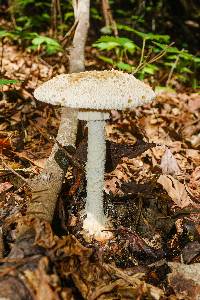 Amanita daucipes image