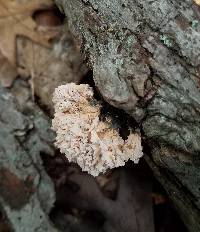 Xylaria cubensis image