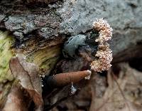 Xylaria cubensis image