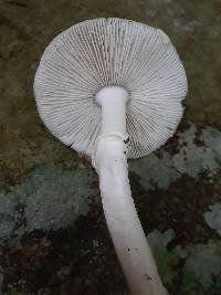 Amanita solaniolens image