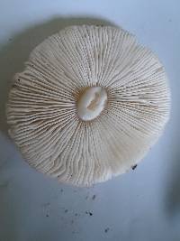 Amanita solaniolens image