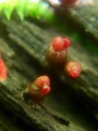 Lycogala conicum image