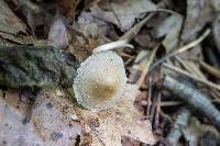 Psathyrella incerta image