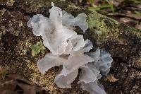 Tremella fuciformis image