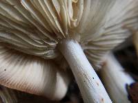 Rhodocollybia maculata image