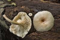 Lentinus tigrinus image