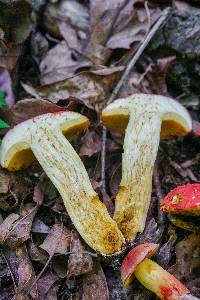 Boletus roodyi image