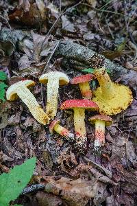 Boletus roodyi image