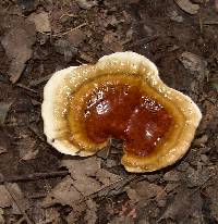 Ganoderma sessile image