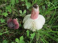 Russula mariae image