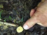 Polyporus leptocephalus image