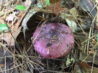 Russula pulchra image