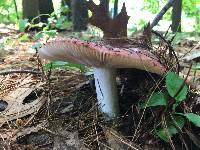 Russula pulchra image