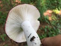 Russula pulchra image