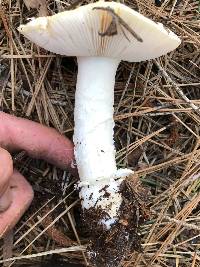 Amanita aprica image