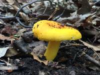 Russula flavida image