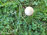 Conocybe apala image