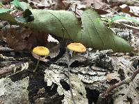 Pluteus chrysophlebius image