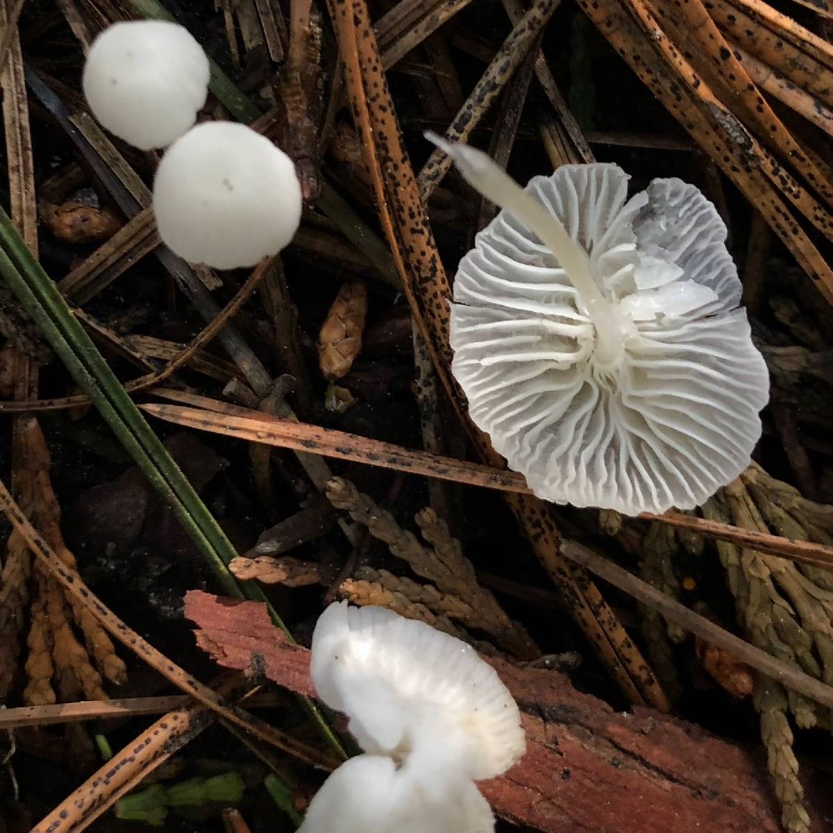 Heliomyces decolorans image