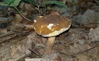 Xanthoconium affine image