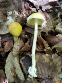 Amanita banningiana image