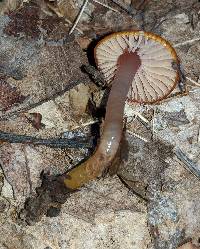 Hygrocybe psittacina var. perplexa image