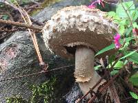 Boletellus ananas image