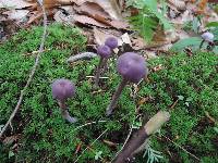 Laccaria amethystina image