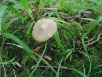 Entoloma conicum image