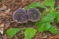 Tylopilus griseocarneus image