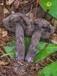 Tylopilus griseocarneus image