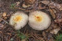 Agaricus auricolor image