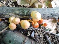 Hygrocybe psittacina var. perplexa image